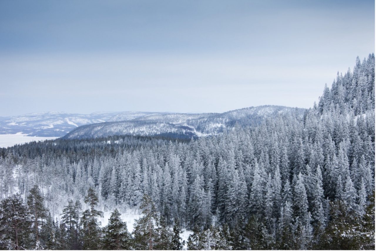 Vy över Skuleskogen med snötäckta, täta gran- och tallskogar som breder ut sig över kuperade höjder under en blek vinterhimmel.